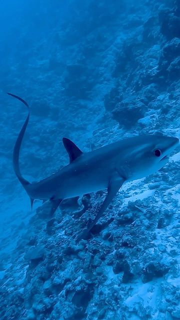 Cute Thresher Shark, Thresher Shark Cute, Cool Shark Pictures, Sharks Of The World, Pretty Sharks, Cute Shark Picture, Thresher Shark Wallpaper, Beach Animals, Sharks In Love