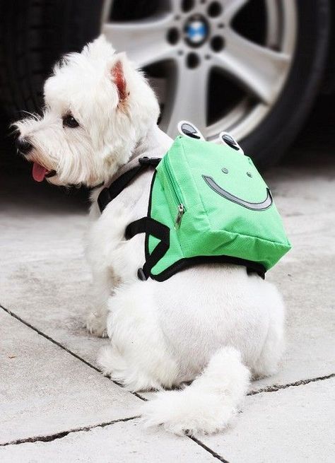 07-dogs-wearing-backpack-dogvacay Mint Backpack, Frog Bag, Dog Backpack Carrier, Dog Pack, Pet Backpack, Dog Backpack, Westie Dogs, Training School, Dog Bag