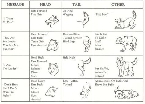 dog/wolf body language Wolf Ranks, Lup Singuratic, Werewolf Stories, Wolf Hybrid, Wolf Ears, Wolf Stuff, Wolf Quotes, Wolf Drawing, Wolf Spirit