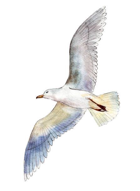 Seagull Illustration, Ocean Art Painting, Watercolor Art Journal, Continuous Line Drawing, Bird Artwork, Bird Drawings, Bird Illustration, Watercolor Bird, Birds Painting