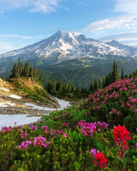 Beautiful scenes in Mount Rainier. ⛰️🌲 Which is your favorite? Photos by @josezunigaphotography #takemoreadventures #washington #pnw #mountrainier #explorewashington #visitwashington #wilderness #cascadia #nationalpark #fallseason #adventure #mountains #outdoors #earthfocus #lake #hikingadventures #stayandwander #beautifuldestinations More Adventures, Beautiful Scenes, National Park Vacation, Mount Rainier National Park, Rainier National Park, American Travel, G Adventures, Us National Parks, Camping And Hiking