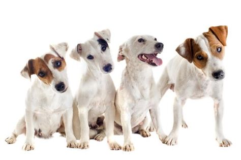 Parson Russell Terrier, Jack Russells, Dog Facts, Jack Russel, Dog Info, Fox Terrier, Russell Terrier, Jack Russell Terrier, Art Pages