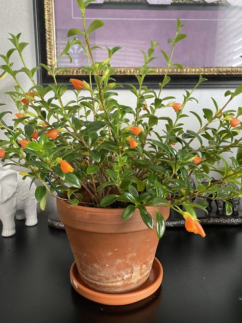 Goldfish Plant, Wishlist Plants, Cozy Den, Unusual Plants, Plant Lady, Backyard Landscaping Designs, Green Plants, Goldfish, Green Thumb