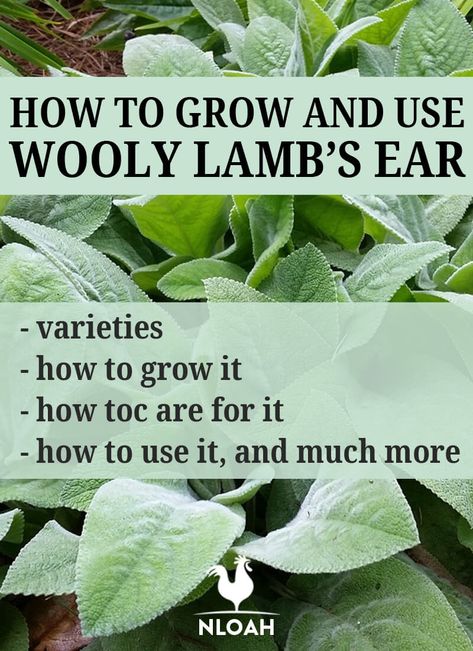 Lambs Ears Plants, Wooly Lambs Ear Tea, Wooly Lambs Ear Plant, Lambs Ear Uses, Lambs Ear Medicinal Uses, How To Dry Lambs Ear, How To Dry Lambs Ear Leaves, Lamb Ear Plant, Mullen Tincture