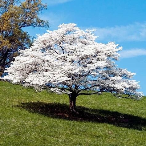 Pink Dogwood, Live Tree, Dogwood Trees, Crape Myrtle, Fast Growing Trees, Ornamental Trees, White Tree, Garden Trees, Small Trees