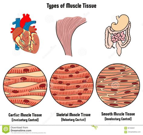 Cardiac Muscle Tissue, Muscular System Labeled, Human Body Diagram, Cardiac Muscle, Muscle Diagram, Muscle Belly, Types Of Muscles, Body Diagram, What Is Human