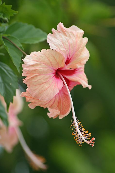 Peach Hibiscus | Shot on the yard of my parents new place in… | Flickr Yard Flowers, Nails Flowers, Large Flower Pots, Bonsai Flower, Flower Nail Designs, Unusual Plants, Flower Nail, Unique Plants, Different Plants