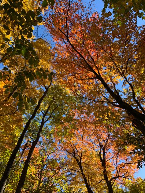 autumn colors #autumn #fall #trees #aesthetic 🍁 Fall Tree Aesthetic, Fall Trees Aesthetic, Trees Aesthetic, Fall Backgrounds, Tree Aesthetic, Fall Trees, Fall Tree, Fall Background, Autumn Colors