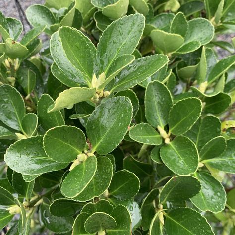 Euonymus japonicus (Japanese Spindle) - Architectural Plants Japanese Spindle Tree, Japanese Euonymus, Euonymus Emerald Gaiety, Green Spire Euonymus, Euonymus Alatus Compactus, Euonymus Japonicus, Euonymus Fortunei 'emerald Gaiety', Compost Mulch, Evergreen Ferns