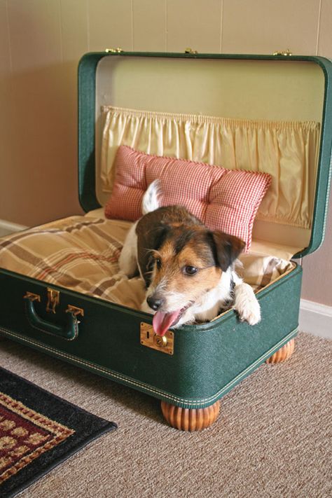 Upcycle that old vintage suitcase into a table, shelves or a dresser. There are so many home decor ideas you can craft and makeover those old suitcases. Katt Diy, Stylish Dog Beds, Katt Grejer, Pets Supplies, Kat Diy, Chat Diy, Diy Pet Bed, Basic Dog Training, Dog House Diy