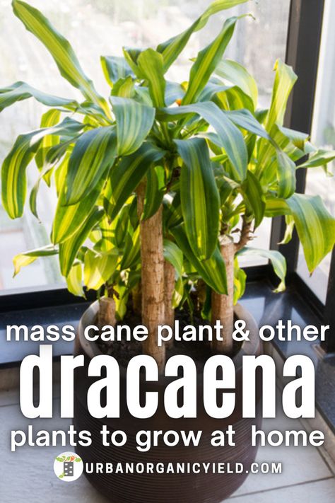 Dracaena houseplants are a great addition to any indoor or outdoor garden. Dracaena plants come in different types and varieties, including the corn plant, lucky bamboo, dragon tree, and snake plant. Dracaena plants are low-maintenance. They can also purify the air. Their foliage is spiky, and they look like tropical plants. In this blog post, we list 12 of the most common Dracaena plants to grow and some simple tips on how to care for Dracaena plants. #Plants #Gardening #UrbanOrganicYield Mass Cane Plant Care, Mass Cane Plant, Dracaena Care, Dracaena Massangeana, Snake Plant Decor, Mass Cane, Cane Plant, Dracaena Fragrans, Indoor Plants Styling