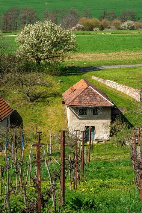 Picturesque old small vineyard in spring, in the background an old house with a cellar, the tradition of viticulture. stock photos 1900 Farmhouse, Small Vineyard, Vector Elements, Spring Background, Old House, Agriculture, Small House, Stock Images, Farmhouse