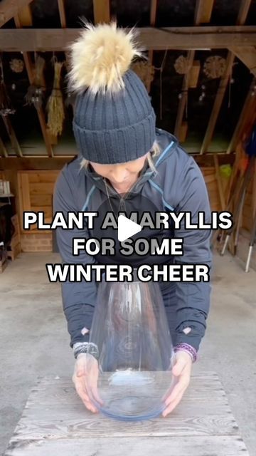 Anya Lautenbach on Instagram: "Follow @anya_thegarden_fairy
📣HOW TO MAKE AMARYLLIS LAST AND FLOWER FOR MANY YEARS IS INCLUDED IN MY NEW BOOK- get now! Link in my bio. 

Please TAG anyone who would find this video useful.
There are so many things we gardeners can do to feel good even in the darkest days of the year and planting bulbs is one of them! 
Flowers make us happy and flowering Amaryllis in the middle of the winter is definitely something that cheers me up and reminds me of home. 
It’s a good idea to use higher pots or vases. They’ll support your Amaryllis stems. 

HOW TO DO IT
🧚🏻 If your container doesn’t have any drainage holes, just add some grit just as I did in this video. 
🧚🏻Add some compost 
🧚🏻 Place the bulb in the container and fill with a but more compost so that at Indoor Christmas Floral Arrangements, Potted Amaryllis Christmas, Amaryllis Christmas Decoration, Amaryllis Container Ideas, Amaryllis Arrangement Vase, Bulb Layering Pots, Potted Amaryllis Arrangement, Amaryllis Bulbs Christmas, Amaryllis Bulbs In Glass Containers