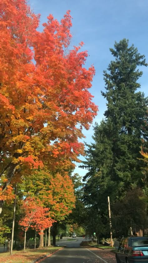 fall , autumn, washington Washington State In October, Washington State Fall, Fall In Washington State, Fall In Washington, Washington Fall, Fall Trees, Washington State Aesthetic, Leaves Changing Color, Autumn Magic