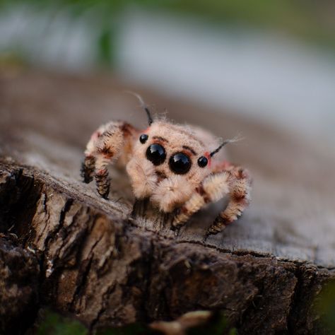 Do you love adorable animals? Do you follow every spiders account on Instagram? Then this palm-sized felted friend is exactly what you didn't know you needed! This felted baby jumping spider is a beautiful collectible that will brighten up your home or office décor. It is also a fun and thoughtful gift for the animal-lover in your life. Length 5 cm/2 inch,  height 2 cm/0,8 inch This toy is needle felted by hand using natural, eco-certified sheep's wool from New Zealand complete with handmade felted and knitted accessories. It is constructed around a sturdy wire carcass. I strive to keep my carbon footprint at a minimum and use animal-friendly materials - I never use animal leather or fur in any of my toys. All the paws on the wire frame, they bend, you can shape. This toy is not intended f Cute Jumping Spider, Cute Spiders, Kawaii Monster, Creepy Gift, Jumping Spiders, Clown Movie, Spider Toy, Cute Spider, Pink Floyd Art