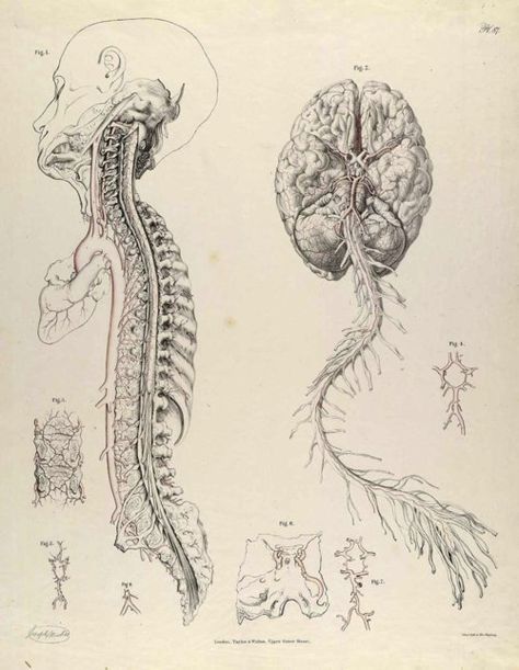 Drawing The Human Head, Human Nervous System, Medical Drawings, Human Anatomy Art, Anatomy Sketches, Human Head, Medical Art, Scientific Illustration, Anatomy Drawing