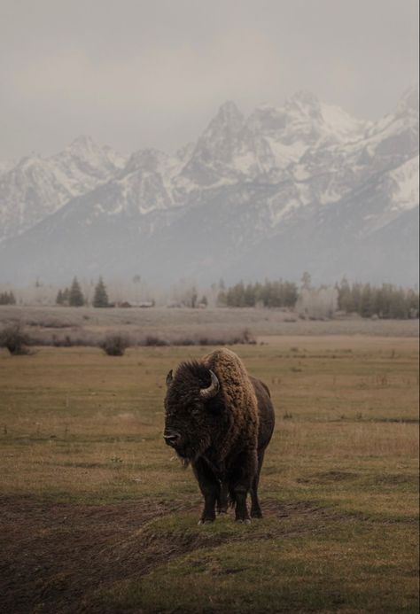 Native American Wallpaper Backgrounds, Wyoming Ranch Aesthetic, Western Homescreen Ideas, Bison Aesthetic, Out West Aesthetic, Bison Wallpaper, Rancho Aesthetic, Barn Wallpaper, Wyoming Aesthetic