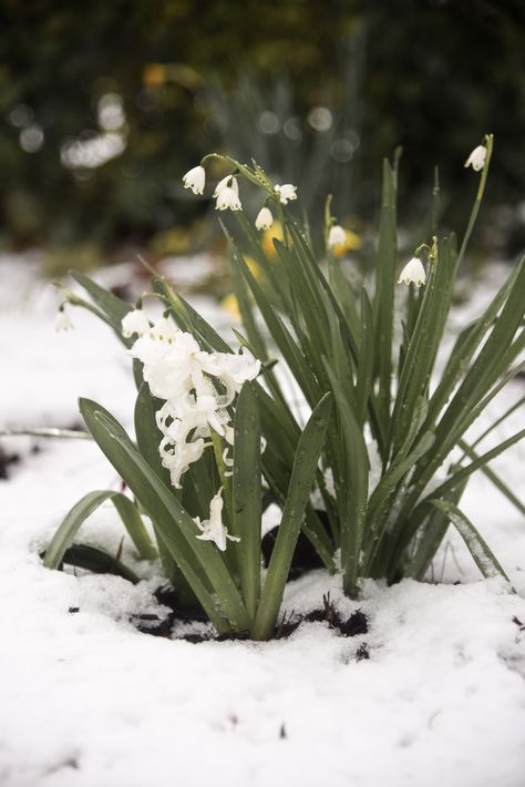 March Snow, Winter, Spring, Cold, Flowers, Garden, Landscape, photography, Hyacinth, Snowdrop Nature, Early Spring Landscape, Winter To Spring Aesthetic, Snowdrops Aesthetic, Cold Spring Aesthetic, Winter Spring Aesthetic, March Landscape, March Moodboard, Hamptons Garden Landscaping