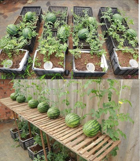 Garden Enclosure Ideas, Garden Box Plans, Small Vegetable Gardens, Inside Garden, Indoor Vegetable Gardening, Vegetable Garden Planning, Vegetable Garden Diy, Growing Gardens, Small Backyard Gardens