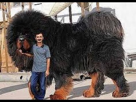 Worlds Biggest Dog, Worlds Largest Dog, Tibetan Mastiff Dog, Pet Anime, Most Expensive Dog, Biggest Dog, Expensive Dogs, Tallest Dog, Big Dog Breeds