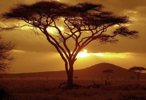 a desert tree in africa at sunset African Tree, African Sunset, Sunset Blvd, Acacia Tree, Serengeti National Park, Lone Tree, Tequila Sunrise, Out Of Africa, African Safari