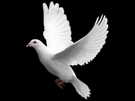 Simple Magic Tricks, Simple Magic, Dove Flying, Dove Images, Holy Spirit Dove, White Pigeon, Dove Pictures, Easy Magic Tricks, Dove Bird