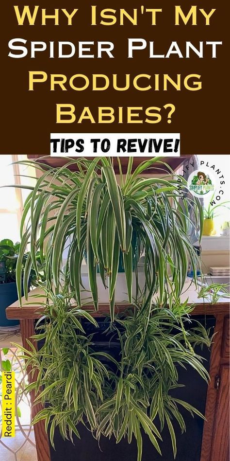 "Discover why your spider plant isn't producing babies and learn effective  solutions in our guide at Simplify Plants. Explore essential spider plant  care tips for indoor environments, understand the benefits of the  Chlorophytum comosum, and find out how to encourage spider plant  propagation. Address common issues like brown leaves and ensure your spider  plant thrives. Unlock the secrets to healthy spider plant babies today! Houseplant Care Tips, Spider Plant Decor, Spider Plant Care Indoor, Propagating Spider Plants, Spider Plant Indoor, Spider Plant Propagation, Garden Redesign, Spider Plant Care, Spider Plant Babies