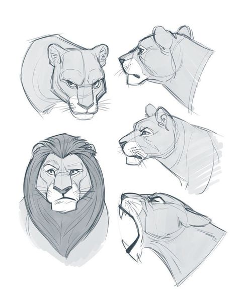 Animal Head Sketch, Lion Poses Drawing, How To Draw Lion, Lion Anatomy, Draw Lion, Lion Character, Lion Sketch, Cat Drawing Tutorial, Cat Anatomy