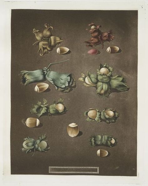 Filberts and Nuts (scarlet, white, Barcelona, English cob and brown hazel) 1812 by George Brookshaw (1751-1823). From ‘Pomona Britannica.’ Image and text courtesy NYPL Digital Gallery. Printable Flowers, Digital Gallery, Museum Of Fine Arts Boston, Vintage Printable, Card Board, Flower Printable, New York Public Library, Museum Of Fine Arts, Rare Books