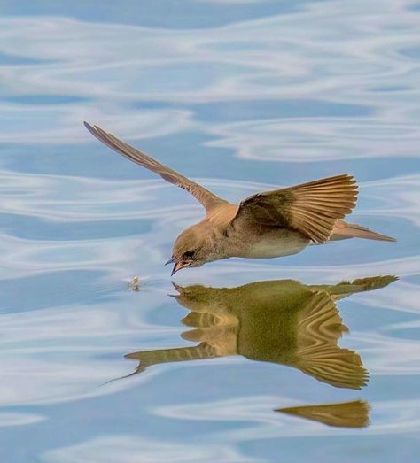 Bird Reflection In Water, Birds Drinking Water, Desert Land, Water Birds, Water Reflections, Beautiful Bird, Cute Cats And Dogs, Reference Photos, Art References