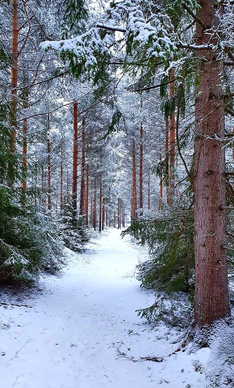 Snow On Pine Trees, January Landscape, Cold Winter Aesthetic, Winter Nature Photography, Snowy Pine Trees, Winter Farm, Winter Landscape Photography, Beautiful Winter Scenes, Winter Tree