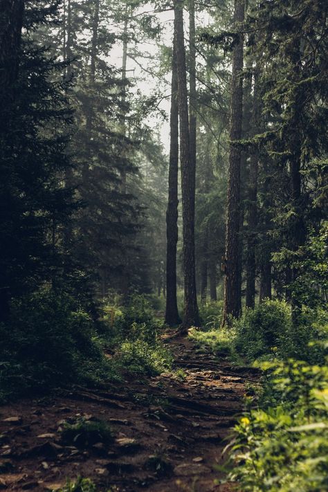 Forest during daytime photo – Free Nature Image on Unsplash 숲 사진, Dark Naturalism, Japanese Forest, Belle Nature, Forest Background, Forest Bathing, Image Nature, Forest Pictures, Conceptual Photography