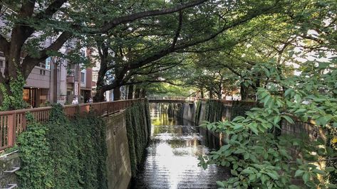 Meguro River near Nakameguro Meguro City, Meguro River, Cilantro Salsa, Things To Do In Tokyo, Cherry Blossom Season, Single Origin Coffee, Go To Japan, Financial District, Wine List