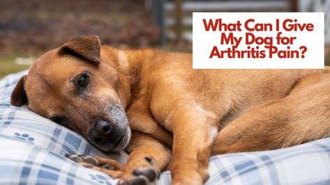 What can I give my dog for arthritis pain? Are there any home remedies for arthritis? If you’re asking any of these questions, you’re not alone. Arthritis is a condition that’s common in older and large-breed dogs. Albeit rare, younger dogs can also fall victim to the disease, especially when genetic factors are involved. The ... The post What Can I Give My Dog for Arthritis Pain? appeared first on Pet Sitters Ireland | Pet Sitter | Dog Walker | Cat Sitter | Dog Minder. Remedies For Arthritic Dogs, Foods Good For Dogs Joints, Aspirin For Dogs, What Can I Give My Dog For Allergies, Degenerative Myelopathy In Dogs, Arthritic Pain, Medicines Dogs Can Take, Dog Medicine, Meds For Dogs