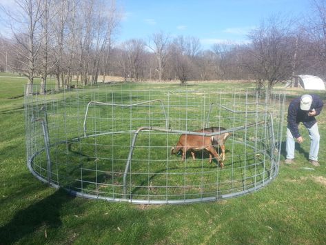 Don’t Let Someone Get Your Goat: Goat Pen Ideas #goat #goatpen #diy #diypen #diygoatpen #goatpendesigns #design #goats #goatowner #goatpenideas #penideas Moveable Goat Fence, Trampoline Goat Pen, Pig Tractor Pens, Goat Tie Out, Mobile Pig Pen, Portable Goat Pen, Goat Tractor, Goat Pen Ideas, Goat Ideas