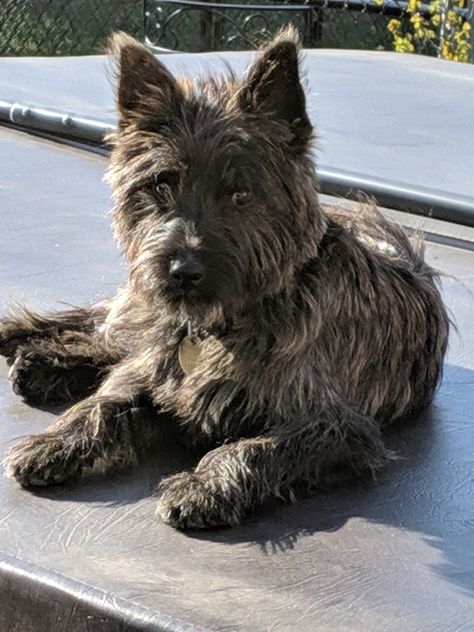 Carin Terriers, Carin Terrier, Dogs Stuff, Cairn Terriers, Cairn Terrier, Cairns, Mans Best Friend, I Love Dogs, Puppy Love