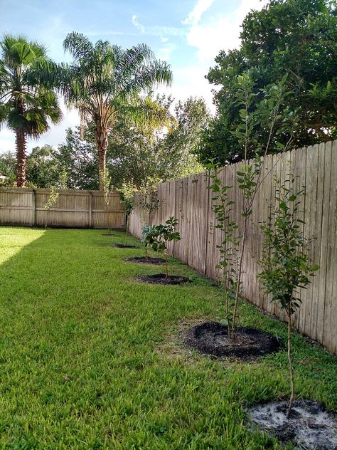 Backyard "orchard" against fence line Orchard Backyard, Garden Landscape Ideas, Backyard Orchard, Fruit Trees Backyard, Orchard Design, Orchard Garden, Pergola Pictures, Water Fountains, Veg Garden