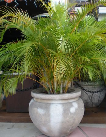 Plants Around Pool, Butterfly Palm, Tall Potted Plants, Madagascar Palm, Pool Landscaping Ideas, Affordable Backyard Ideas, Golden Feather, Potted Palms, Florida Landscaping