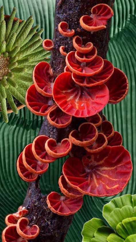 Fungi Art, Microscopic Photography, Plant Study, Mushroom Pictures, Strange Flowers, Fruit Photography, Mushroom Fungi, Unusual Plants, Mushroom Decor