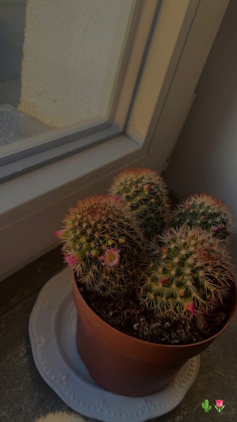 Kaktus Aesthetic, Cacti Aesthetic, Tiny Plants Aesthetic, Succulent Aesthetic, Cactus Plant Aesthetic, Cactus Flower Aesthetic, Naomi Core, Cactus Plants Aesthetic, Cactus Succulent Aesthetic