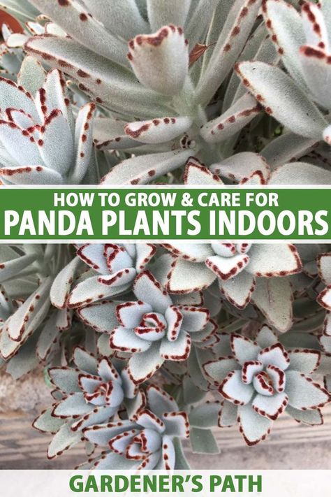 Florida Plants Landscaping, Panda Plant, Succulent Garden Landscape, Types Of Houseplants, Succulent Species, Florida Plants, Household Plants, Succulent Garden Diy, Indoor Plant Care