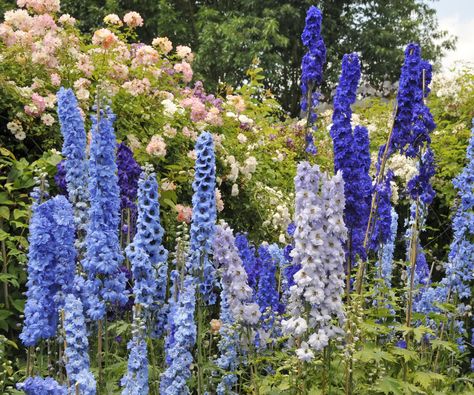 What to do with delphiniums after they finish flowering | Delphinium Flowers, Interior Design Advice, Design Advice, Secret To Success, Delphinium, Shopping Hacks, House Tours, Flower Garden, Planting Flowers