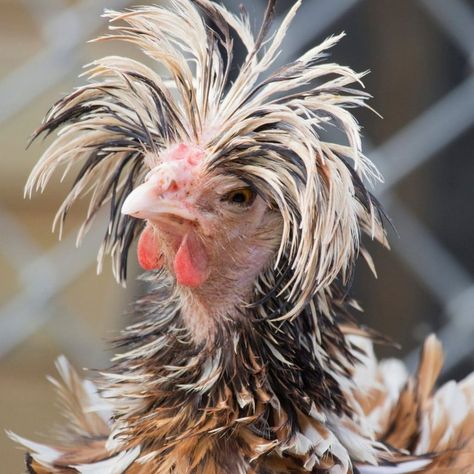 15 Breeds of Chicken with Crazy Hair | Farmhouse Guide Spiked Hairstyles, Araucana Chickens, Frizzle Chickens, Easter Egger Chicken, Polish Chicken, Fluffy Chicken, Family Portrait Drawing, Easter Eggers, Types Of Chickens