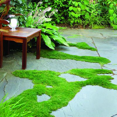 Diy Backyard Makeover, Pavers Diy, Pavers Backyard, Flagstone Patio, Irish Moss, Ground Cover Plants, Backyard Retreat, Container Garden, Backyard Makeover