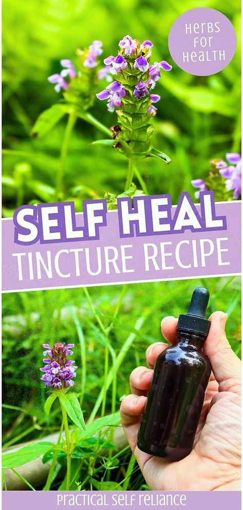 Add to your Herbs for Health & Herbal Medicine Recipes with DIY self heal tincture. Learn how to make this easy herbal remedy with just 2 ingredients. The self heal tincture helps with tissue damage, infections, and immune support, making it a great addition to your natural medicine cabinet. Find more herbal remedies recipes, natural remedies, and natural herbs medicine at practicalselfreliance.com. Diy Tinctures Herbal Medicine, Self Heal Herb, Herbal Tinctures Recipes, Tincture Recipes, Apothecary Ideas, Natural Medicine Recipes, Medicinal Herbs Remedies, Herbs Medicine, Herbs Remedies