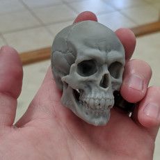 How To Sculpt A Skull, Air Dry Clay Skull, Skull Decor Diy, 3d Printed Skull, Ceramic Monsters, Skull Reference, Skull Sculpture, Human Sculpture, 3d Printer Designs