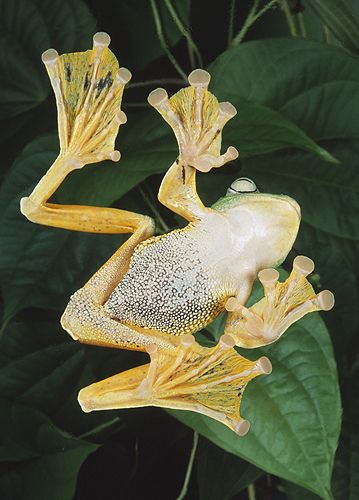 Java Flying Frog, Underside, Showing Webbed... Frog Birds Eye View, Frog Hands, Frogs Jumping, Frog From Above, Best Seller Books, Flying Frog, Webbed Hands, Frog Puppet, African Rain Frog