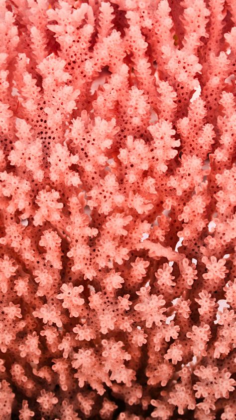 Free coral wallpaper for iPhone - Get a colorful coral aesthetic. They are cute for your phone or Instagram stories or highlight icons. Coral reef for iPhone and coral color. Coral design, blue coral, pink coral, and more. Grab yours now! #aesthetic #iphonewallpaper #iphonebackground Coral Reefs, Coral Wallpaper, Peach Aesthetic, Create Your Own Wallpaper, Free Iphone Wallpaper, Orange Aesthetic, Coral Peach, Trik Fotografi, Just Peachy