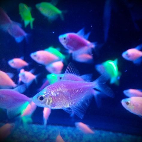 Neon fish from Walmart (plus black light). #fishes #neon #blacklight #glofish Blacklight Aesthetic, Black Light Aesthetic, Fishes Aesthetic, Pink Fish Tank, Neon Fish, Aesthetic Fish, Fish Tank Ideas, Fish Aesthetic, Light Fish