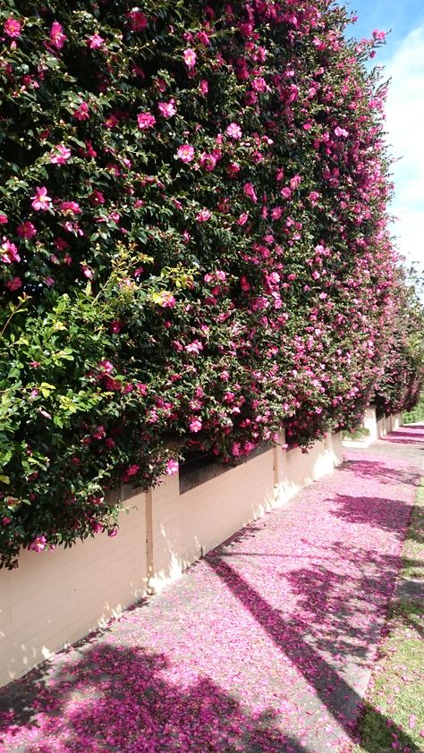 Camellia sasanqua, floral hedge adding a bit of colour to the early cold months. Mosman NSW Camellia Privacy Hedge, Camellia Hedge Gardens, Camellia Hedge, Floral Hedge, Camellia Sasanqua Hedge, Escallonia Hedge, Camellia Shrub, Camellia Sasanqua Setsugekka, Camellia Sasanqua